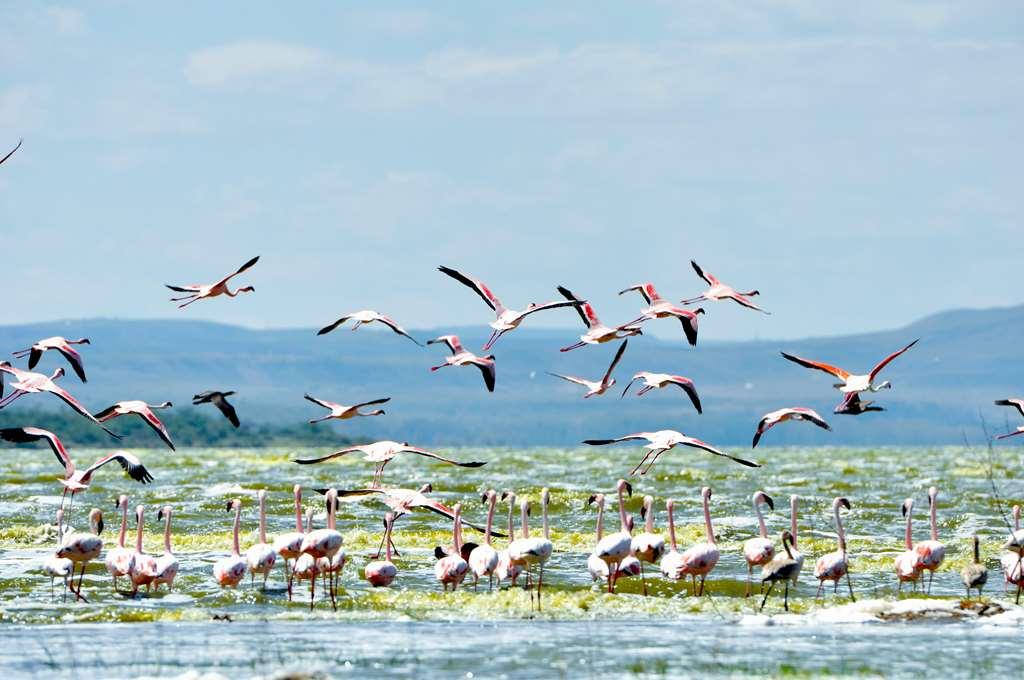 Lake Elmenteita Serena Camp Esterno foto