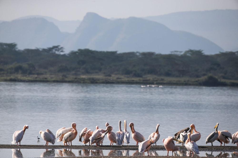 Lake Elmenteita Serena Camp Esterno foto