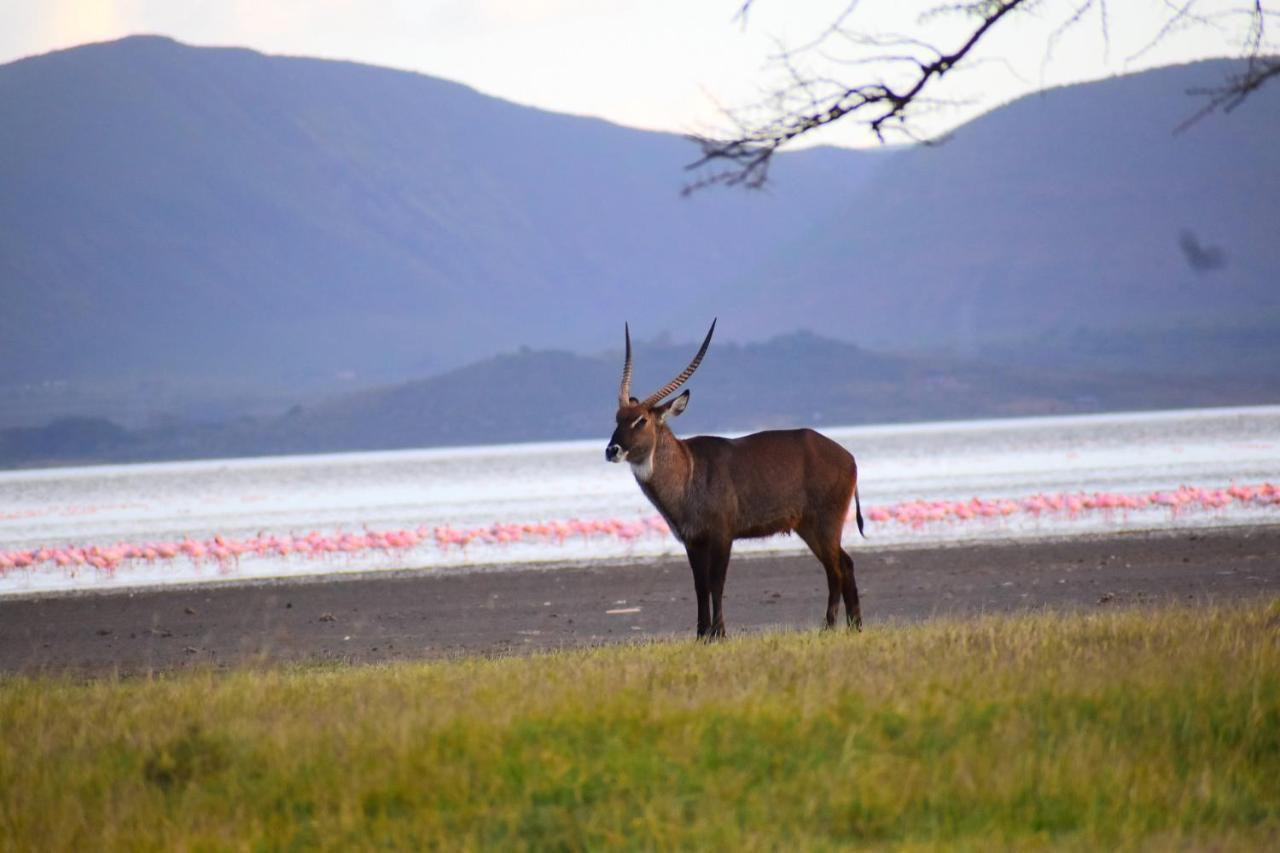 Lake Elmenteita Serena Camp Esterno foto