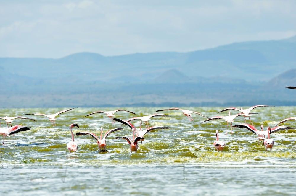 Lake Elmenteita Serena Camp Esterno foto